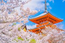 春に行きたい【京都】おすすめ観光スポット18選！定番から穴場まで