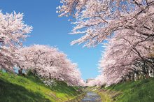 【関西】桜名所・お花見スポットおすすめ47選！2022年の見頃・ライトアップ情報も…