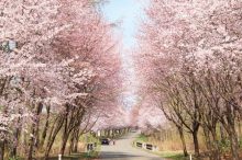 【東北】桜名所・お花見スポット55選！2021年開花時期やライトアップ情報も