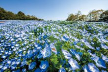 【西日本】ネモフィラ名所おすすめ16選！美しすぎる青い花絶景に感動＜2021見頃情…