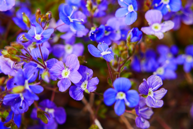 春や夏に咲く 青い花 の名前11選 特徴や見頃 花言葉を紹介 じゃらんニュース