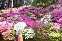 【2022】九州の花絶景イベント9選！ゴールデンウィークが見頃のバラや藤棚も