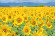 【全国】ひまわり畑のおすすめ15選！一面黄色の絨毯と青空の絶景を楽しもう