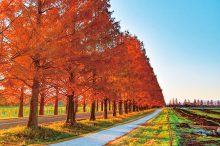 全国「メタセコイア並木」の紅葉スポットおすすめ6選！2021年見頃情報も
