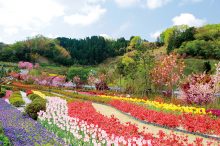関西のチューリップ畑名所おすすめ5選！カラフルで可愛い春絶景を満喫＜2022＞