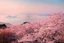【2022】中国・四国の桜名所・お花見スポットおすすめ22選。見頃情報も
