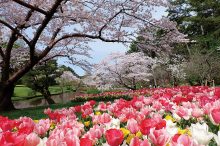 【東海近郊】春に行きたい花絶景スポット27選！満開の花畑で春を感じよう＜2022＞
