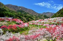 【全国】春を感じる「桃の花」の名所21選！見頃時期にあわせて行きたいピンクの絶景