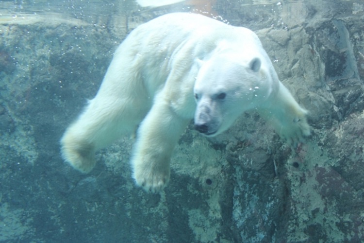 北海道 旭川 ドライブスポットおすすめ選 旭山動物園などの定番から穴場まで じゃらんレンタカードライブガイド