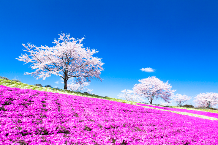 東京ドイツ村