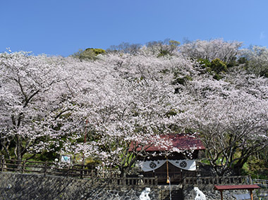 御殿場 富士のお花見スポット 桜開花情報 じゃらんnet