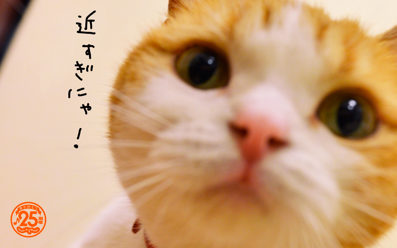 データ フラフープ グリーンバック 猫 可愛い 待ち受け Obihiro Kokyukika Jp